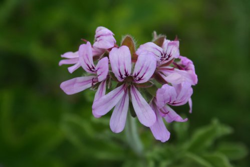 Robers Lemon Rose - Doftpelargoner.