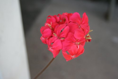 Robert Fisher - Brokbladiga pelargoner .