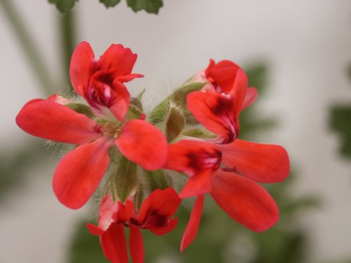 Robin - Doftpelargoner.