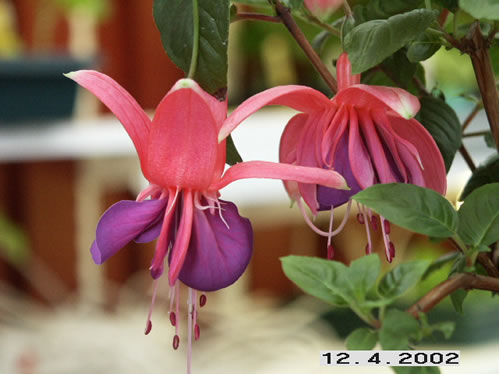 Rocket Fire - Halvh�ngande Fuchsia.