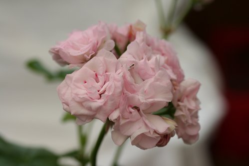 Rococco - Hybrider.