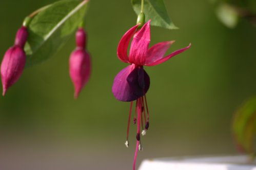 Rohees Prinsess - Halvh�ngande Fuchsia.