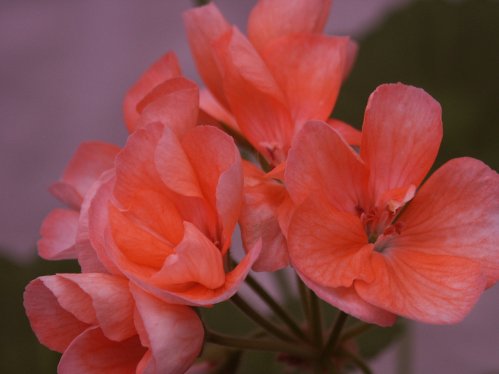 Rokoko - Zonalpelargoner.