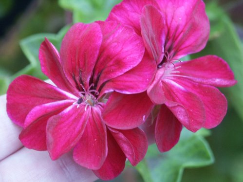 Roller�s Pioneer - H�ngpelargoner.