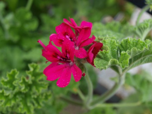 Rollisons Unique - Unikpelargoner.