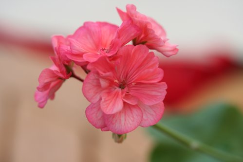 Rosina Read - Mini- och Dv�rgpelargoner.