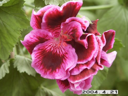 Roussilion - Engelskapelargoner.