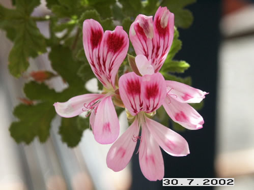 Royal Oak - Doftpelargoner.