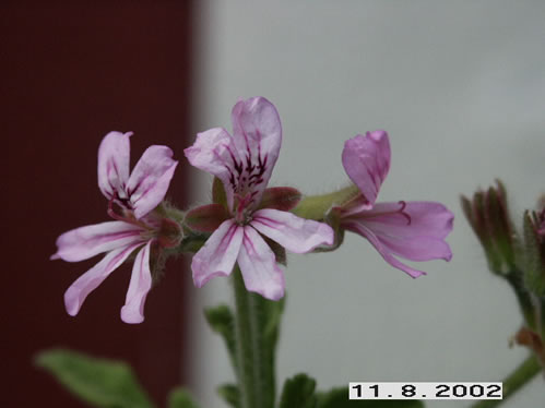 Royal Ouhlead - Doftpelargoner.
