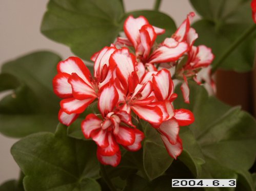 Royal candy cane - H�ngpelargoner.