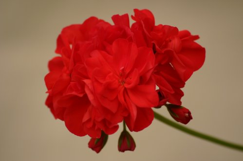 Rubin - Zonalpelargoner.