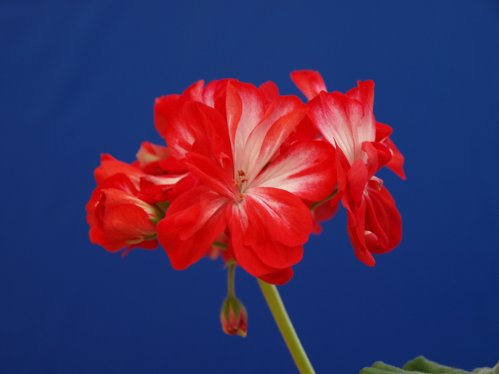 Ruby - Mini- och Dv�rgpelargoner.