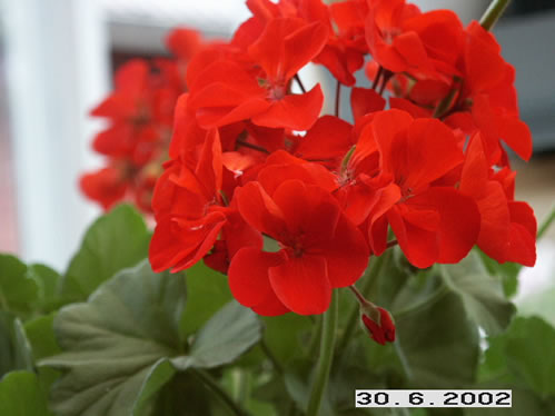 Samantha - Zonalpelargoner.