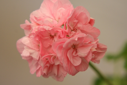 Samantha Stamp - Gyllenbladiga pelargoner.