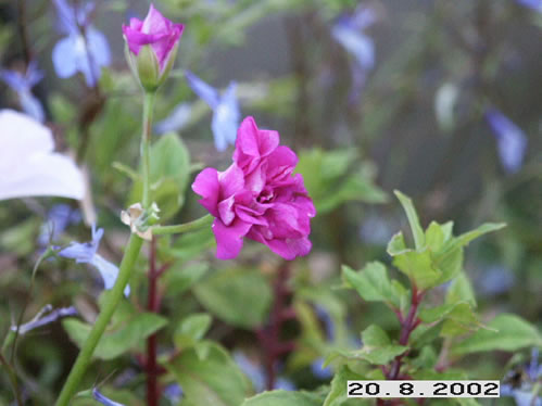 Santa Paula - H�ngpelargoner.