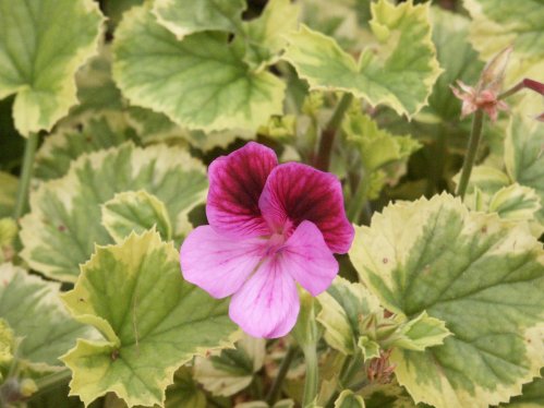 Sarah Donn - �nglapelargoner.