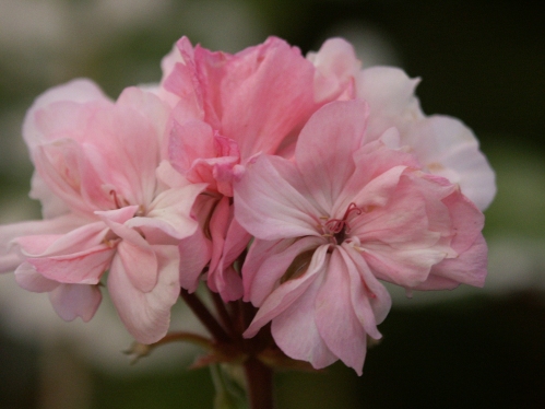 Sharon Louise - Mini- och Dv�rgpelargoner.