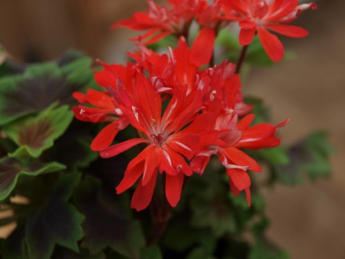 Shalfleet - Stj�rnpelargoner.
