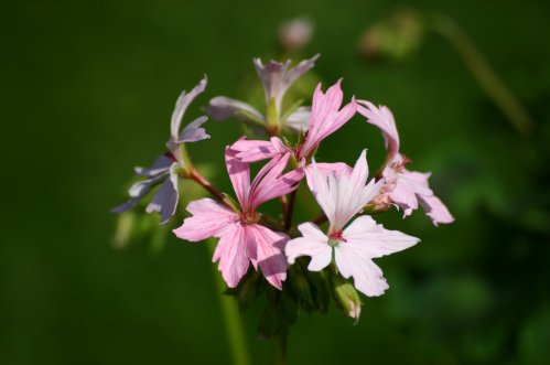 Shalimar - Stj�rnpelargoner.