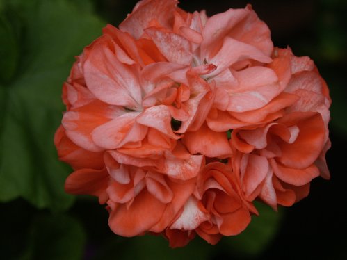 Shimmer - Zonalpelargoner.