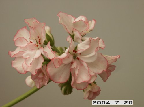 Silver Cellebration - Zonalpelargoner.