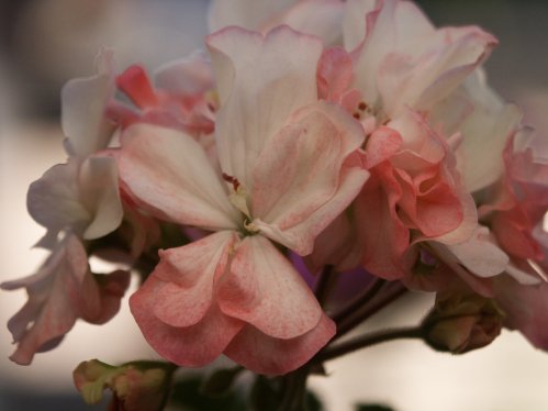 Small Fortune - Mini- och Dv�rgpelargoner.