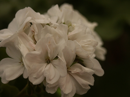 Snow Baby - Mini- och Dv�rgpelargoner.