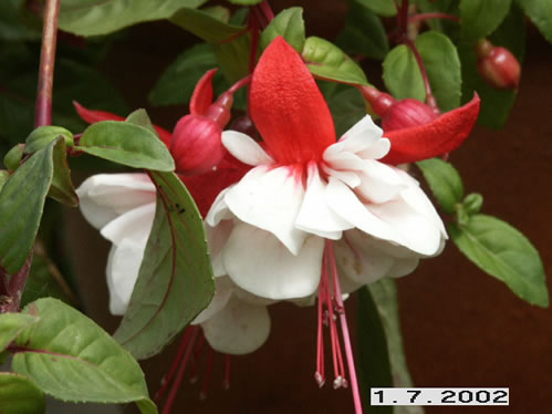 Snow Burner - Halvh�ngande Fuchsia.
