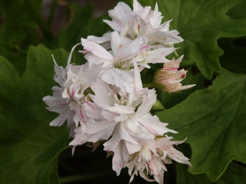 Snowbright - Stj�rnpelargoner.