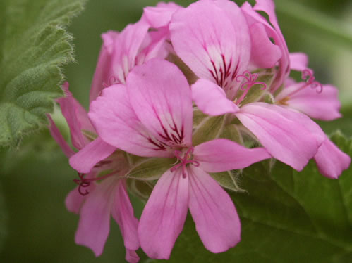Snowflakes - Doftpelargoner.