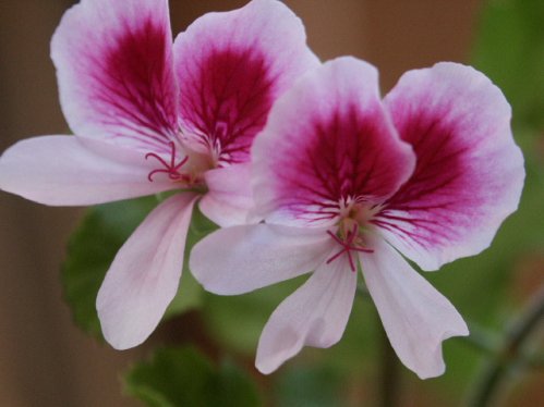 Solferino - �nglapelargoner.