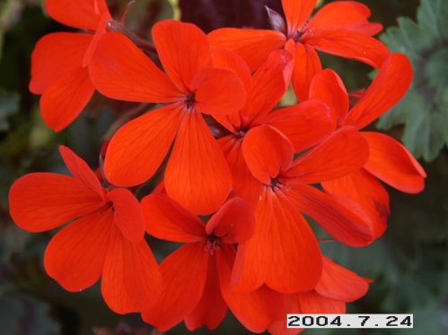 Stadt Bern - Mini- och Dv�rgpelargoner.