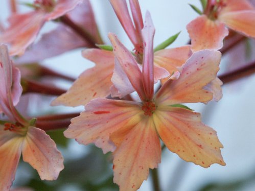 Starflecks - Stj�rnpelargoner.