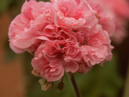 Steffens Lina - Mini- och Dv�rgpelargoner.
