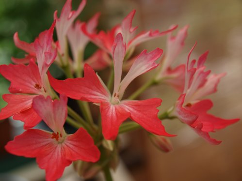 Stella Vernante - Stj�rnpelargoner.
