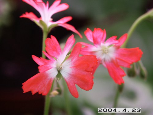 Strawberry Fayre - Stj�rnpelargoner.