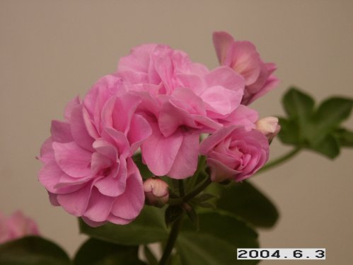 Summer-Rose Lilac - H�ngpelargoner.
