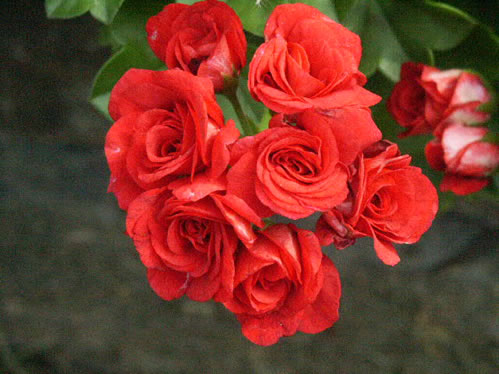 Summer-Rose Red - H�ngpelargoner.