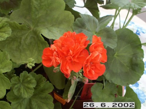 Deacon Summertime - Mini- och Dv�rgpelargoner.