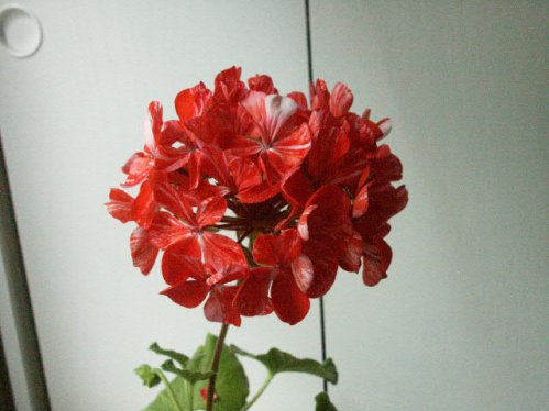 Sunburst - �gg- och F�gel�ggspelargoner.