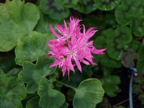 Supernova - Stj�rnpelargoner.