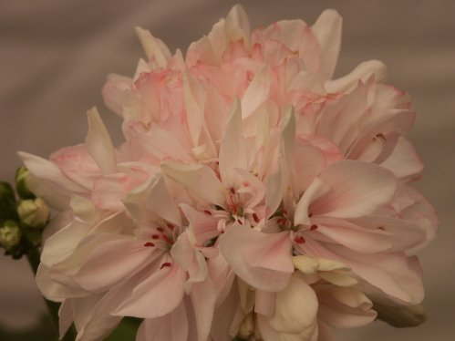 Susan Payne - Mini- och Dv�rgpelargoner.