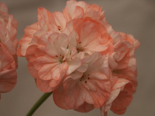 Swainham Mellow Yellow - Gyllenbladiga pelargoner.