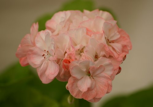 Swainham Spring - Gyllenbladiga pelargoner.