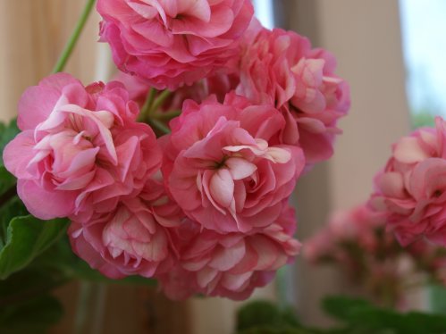 Swanland�s Pink - Rosenknoppspelagoner.
