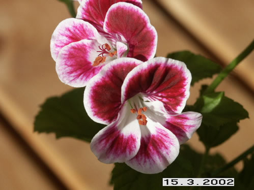 Swedish Angel - �nglapelargoner.