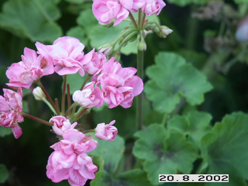 Sweet Jess - Zonalpelargoner.