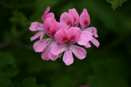 Sweet Mimosa - Doftpelargoner.