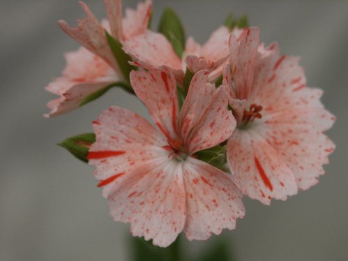 Sweet William - Stj�rnpelargoner.