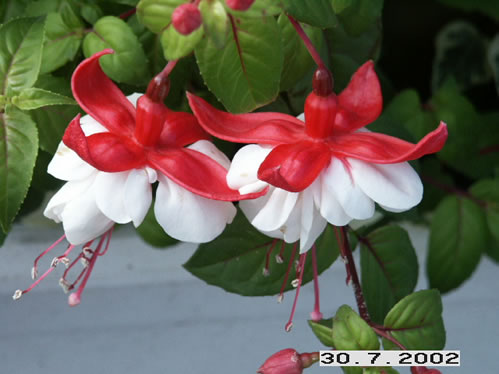 Swingtime - Halvh�ngande Fuchsia.